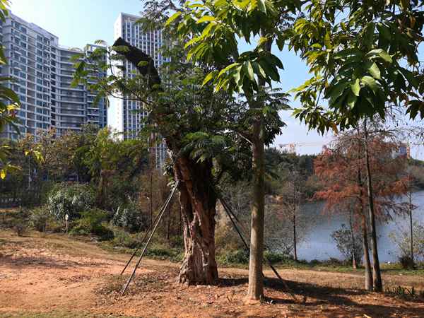 深圳户口档案怎么挂靠深圳人才市场