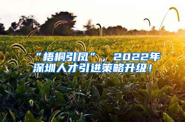 “梧桐引凤”，2022年深圳人才引进策略升级！